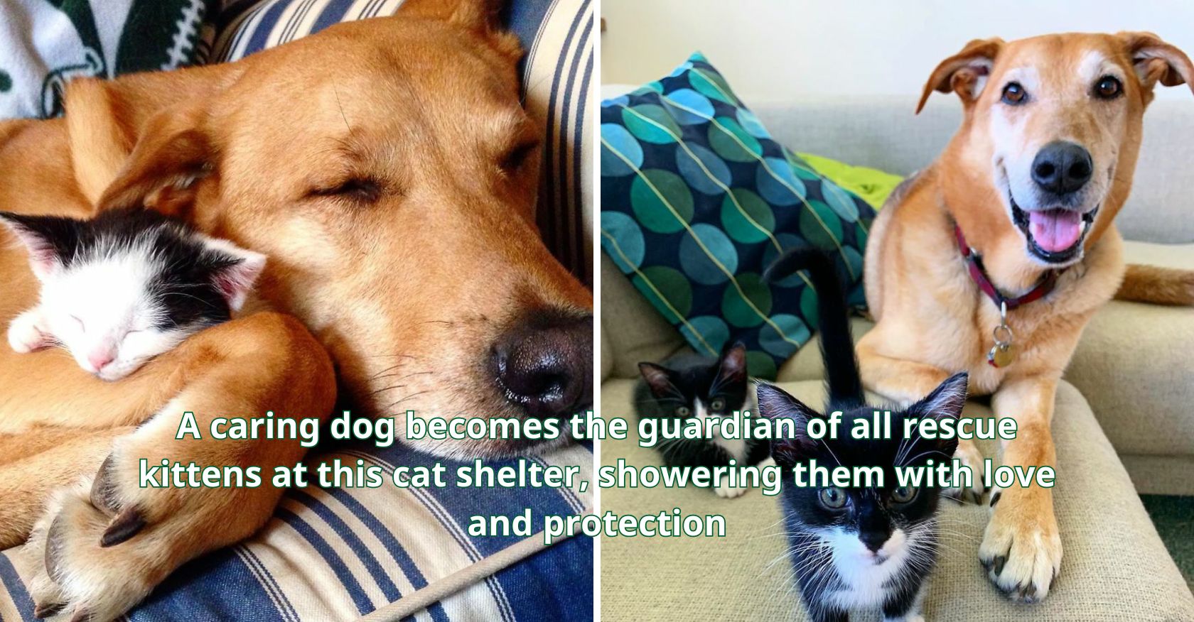 A caring dog becomes the guardian of all rescue kittens at this cat shelter, showering them with love and protection