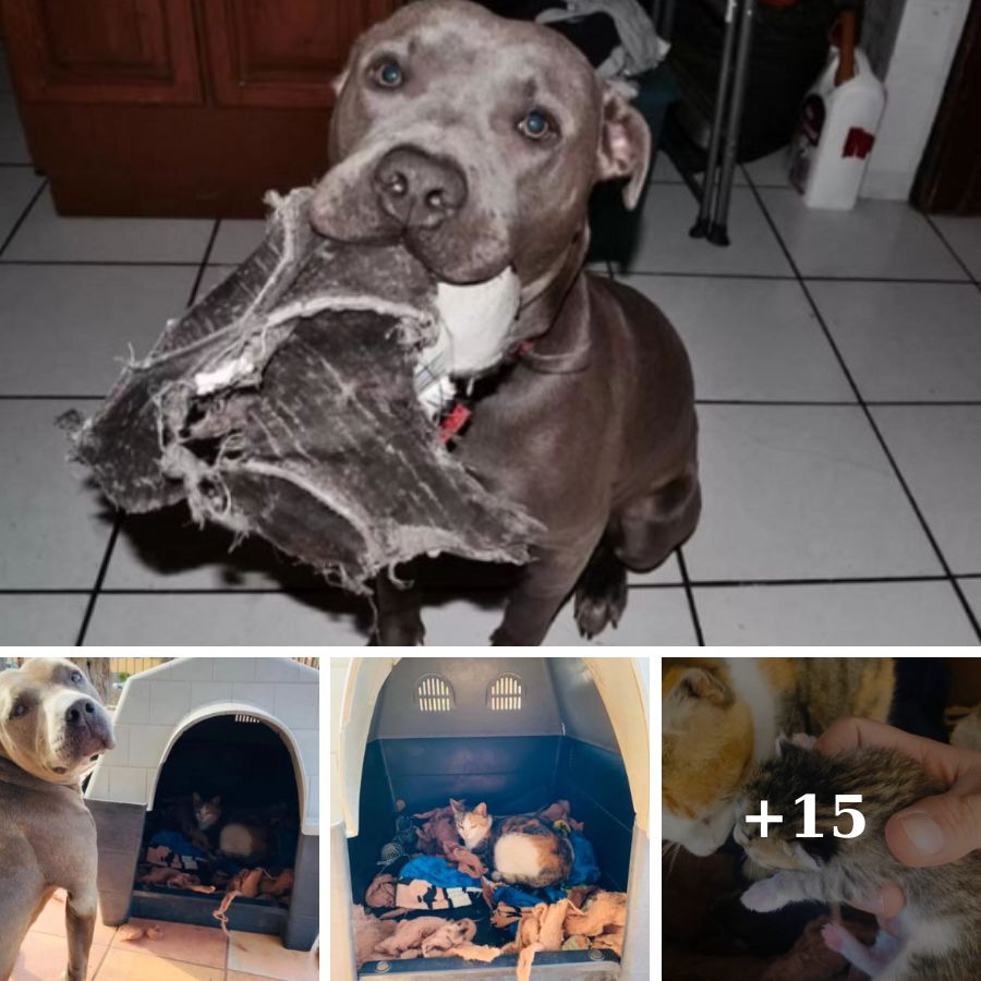 This Sweet Pit Bull Invited Pregnant sᴛʀᴀʏ Cat Into His House To Give Birth