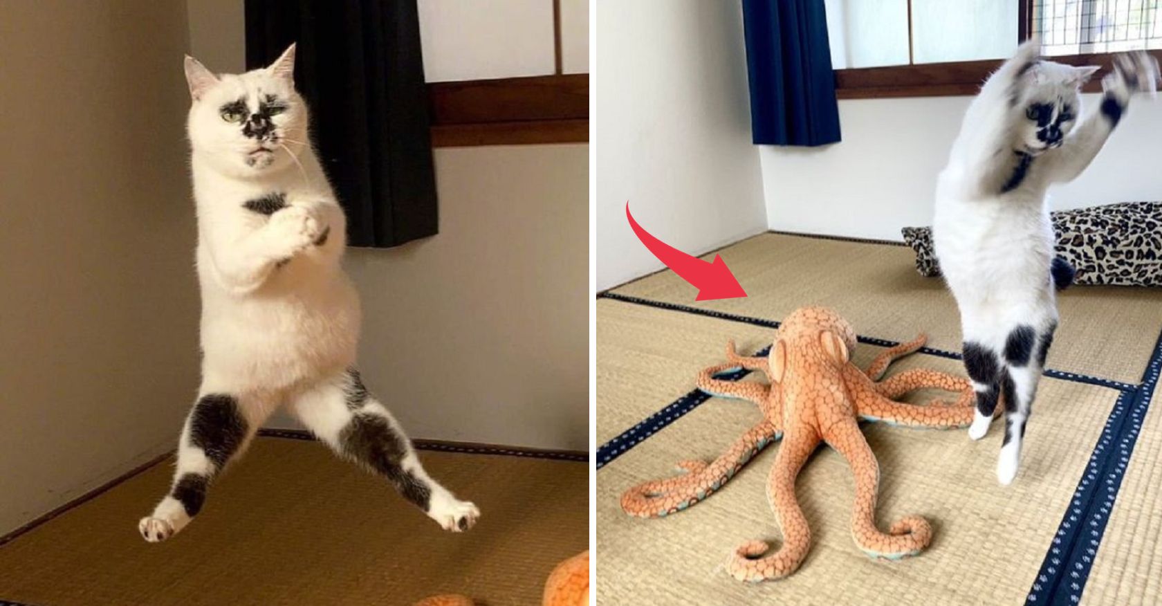 Cats and Octopuses: An Adorable Encounter