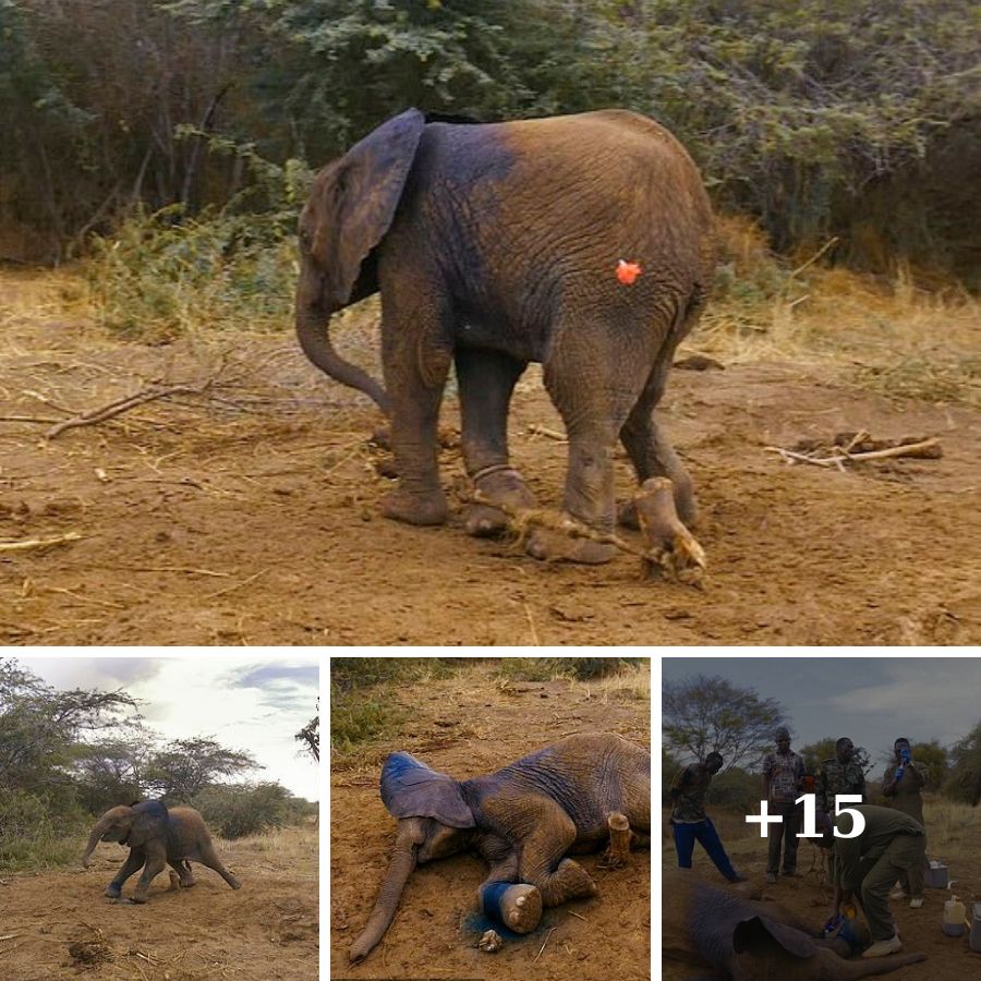 Rescued Elephant Calf from Poacher’s Snare in Kenya Brings Heartwarming Moment for Vets.