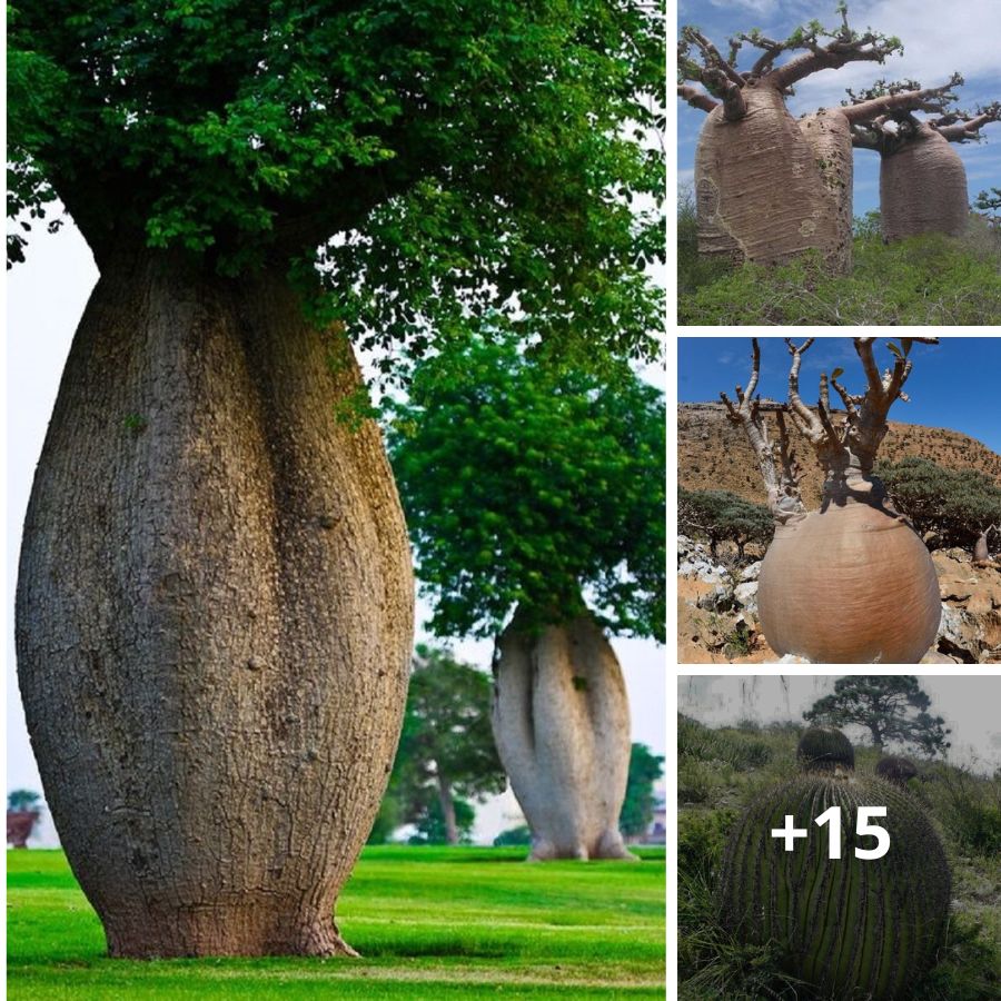 The Fascination of Round-Body Trees: Nature's Flawless Cylindrical Marvels