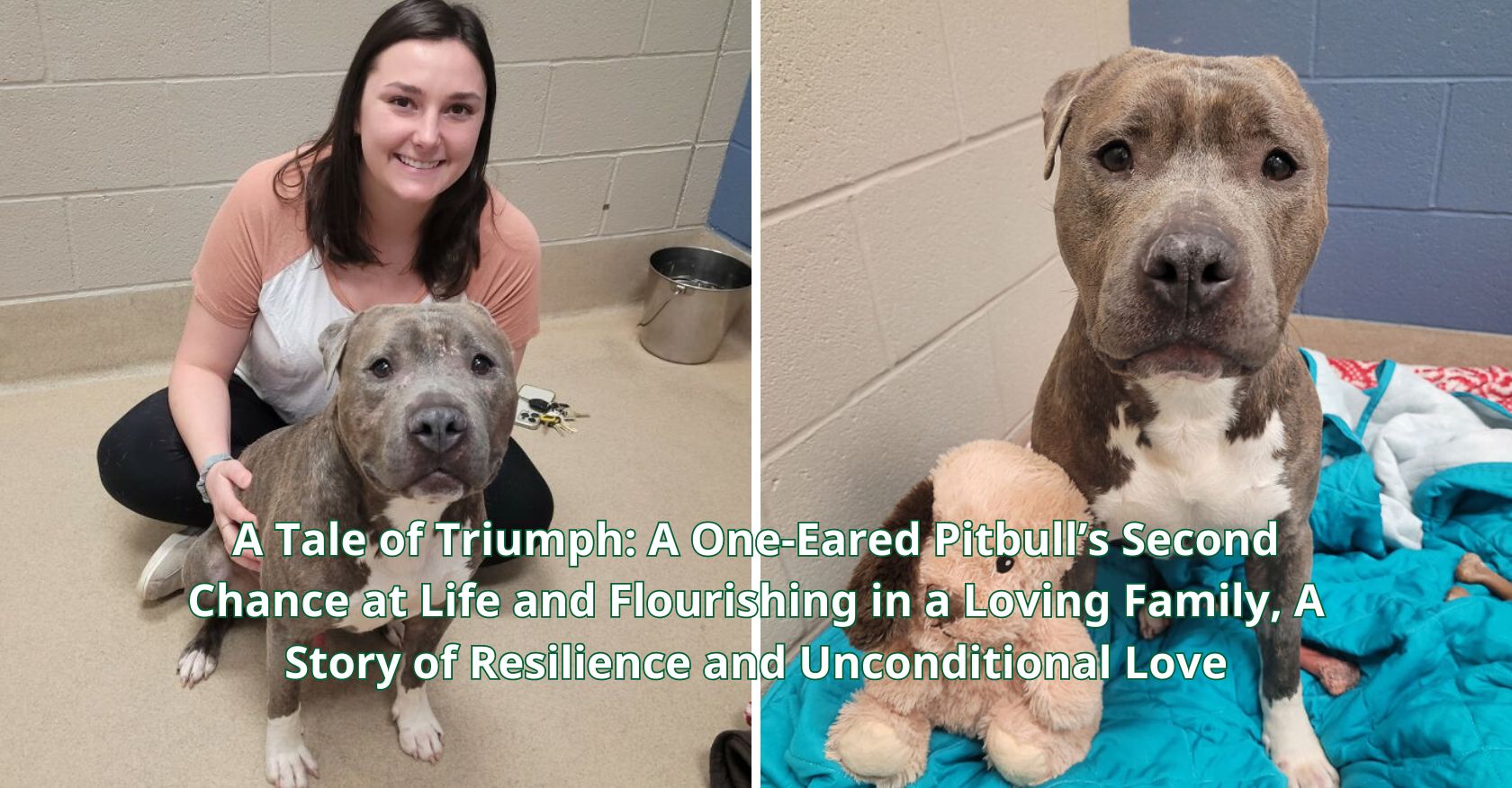 A Tale of Triumph: A One-Eared Pitbull’s Second Chance at Life and Flourishing in a Loving Family, A Story of Resilience and Unconditional Love