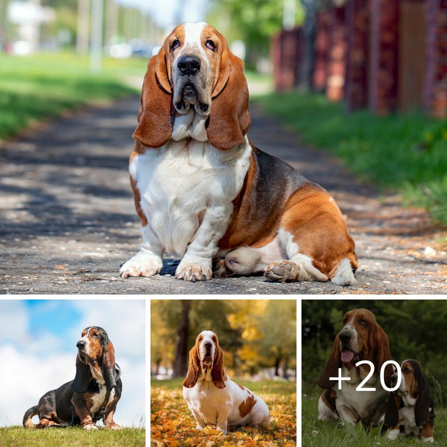 Basset Hound The Gentle and Endearing Droopy-Eared Companion