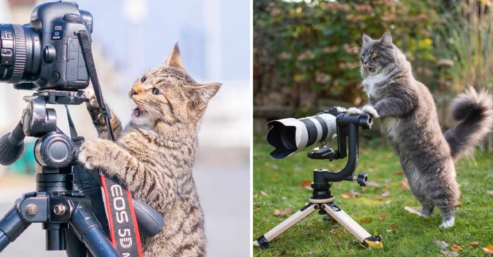Paws and Pixels: When a Cat Becomes a Photographer