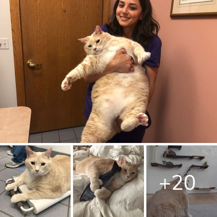 This 33-pound cat is a gentle giant that will warm your heart.