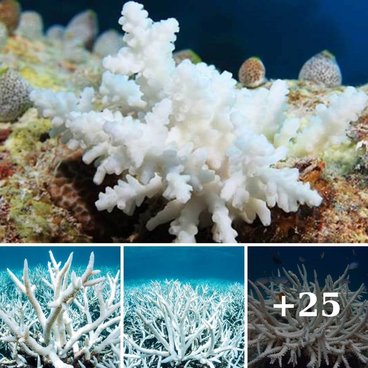 Coral Bleaching: A Deep Dive into the Marine Phenomenon