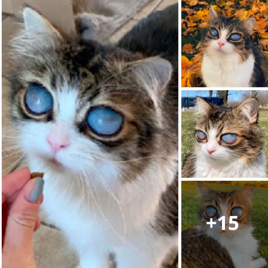 Resilience and Hope: Blind Cat with Striking Blue Eyes Discovers Her Forever Home