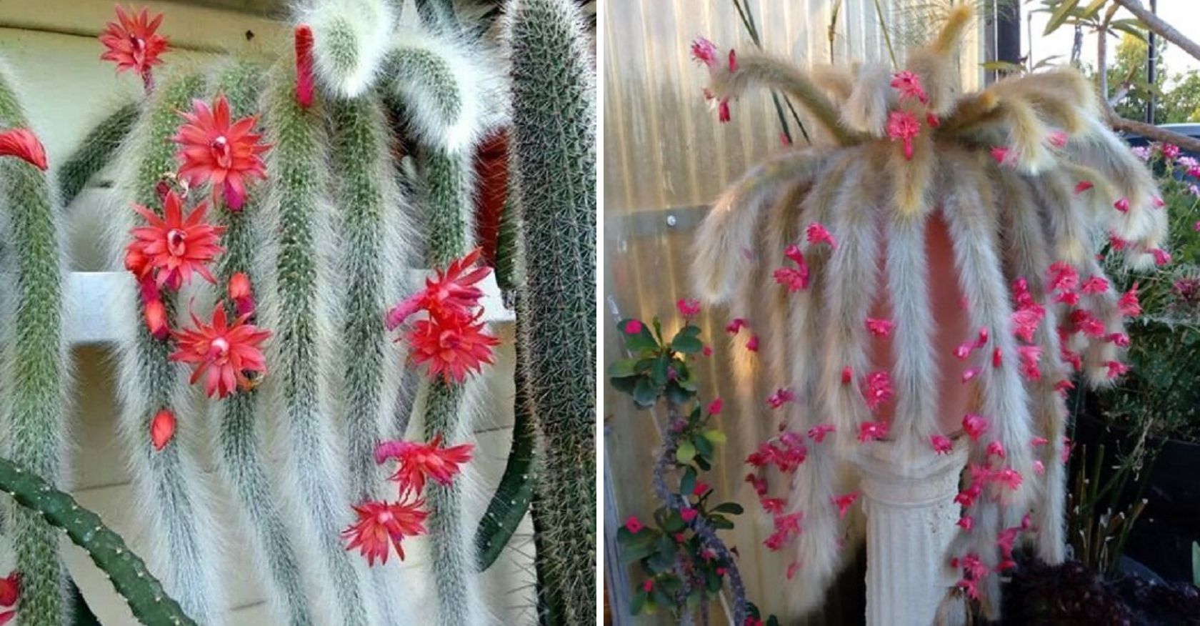 The White Monkey-Tail Cactus: A Desert Icon of Resilience and Fortitude