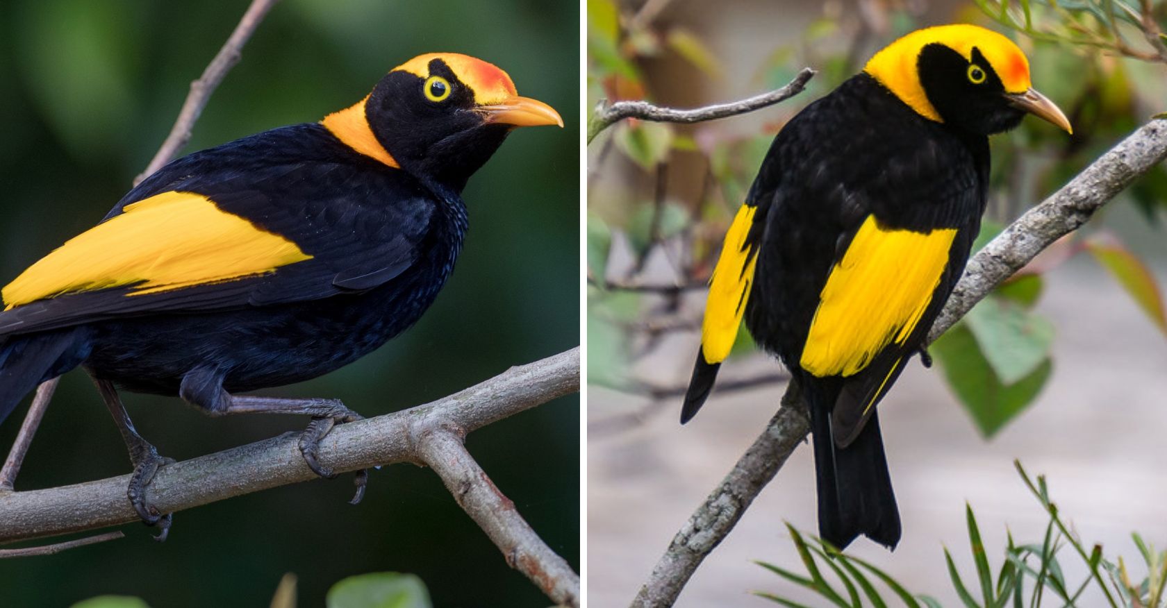 The Regent Bowerbird never fails to mesmerize with its exquisite displays and stunning colors
