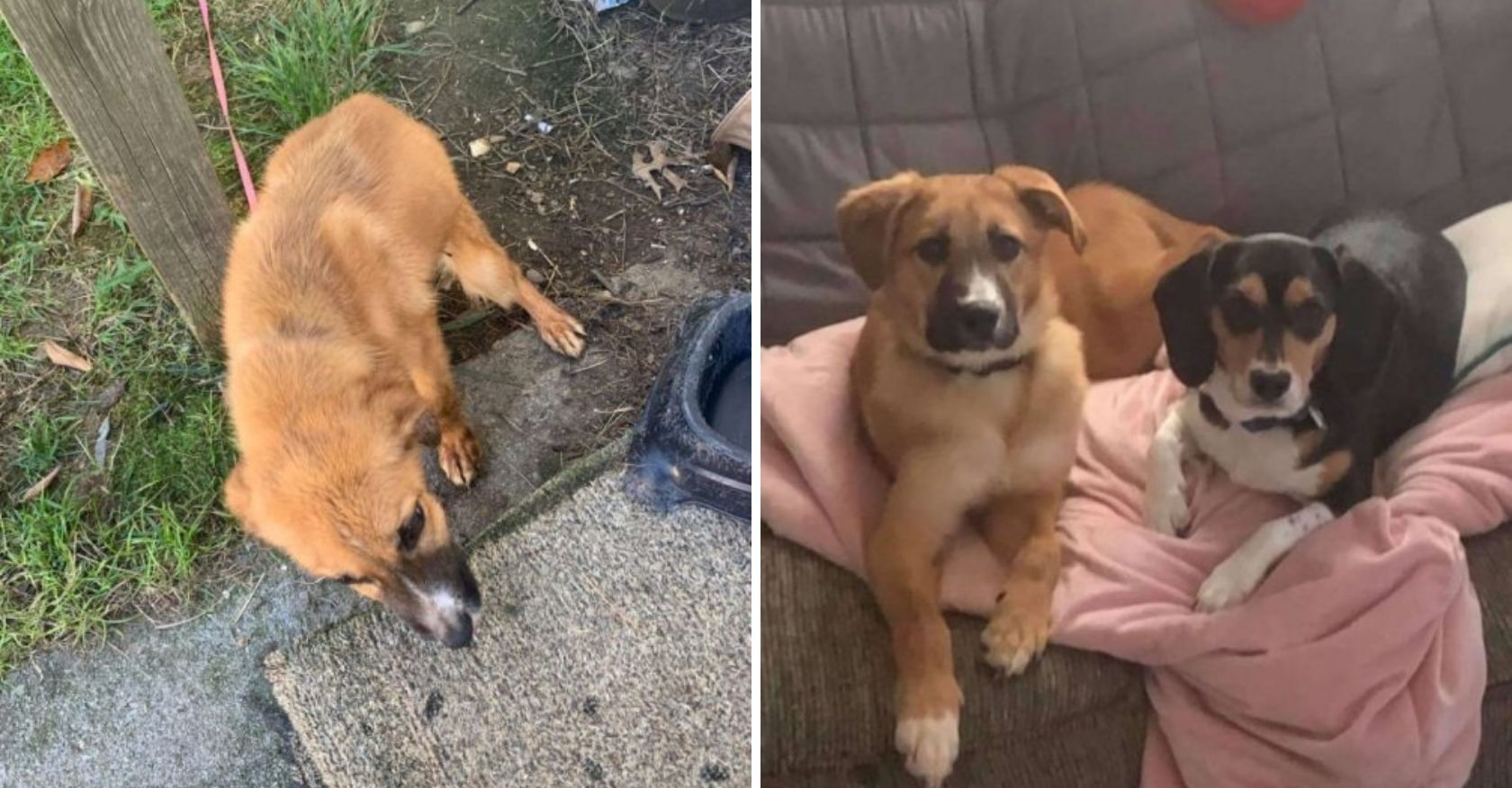 The owner departed, leaving behind a poor dog chained on the porch without food or water. An act of cruelty that calls for intervention and compassion.