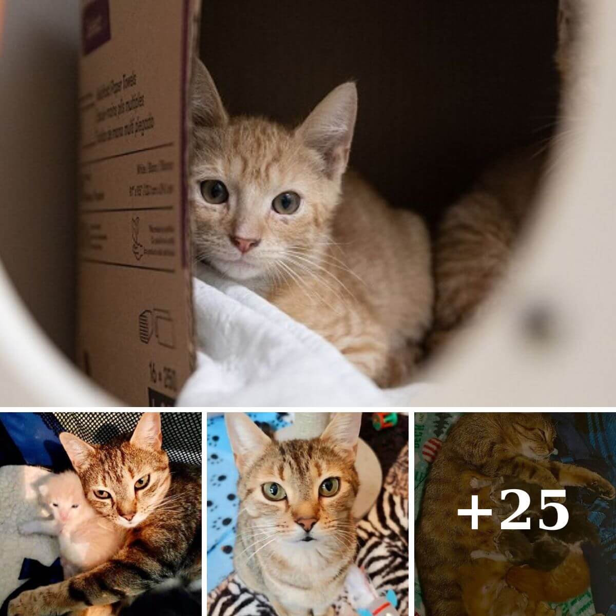 A Heartwarming Tale: The Kitten's Journey Home