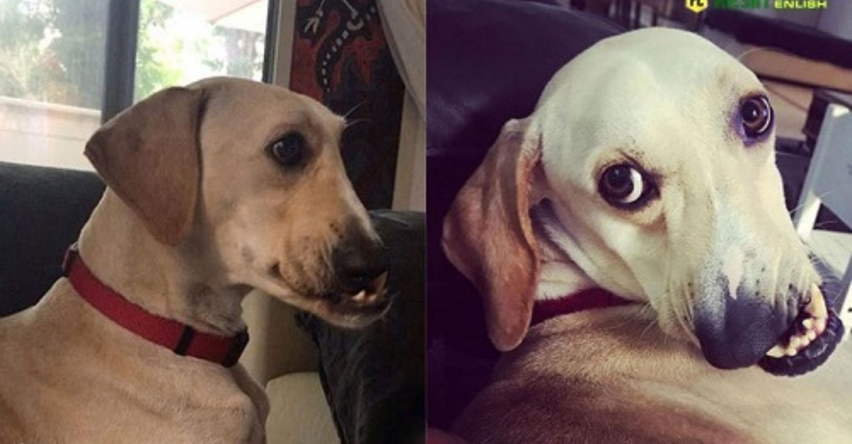 A dog’s uniquely curved face gives it a distinctive and one-of-a-kind look!