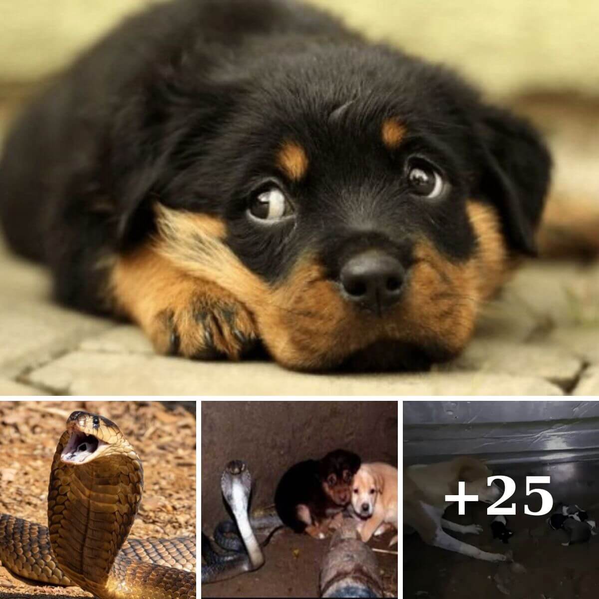 A Remarkable Tale of Compassion When a Poisonous Cobra Saved Puppies from a Well
