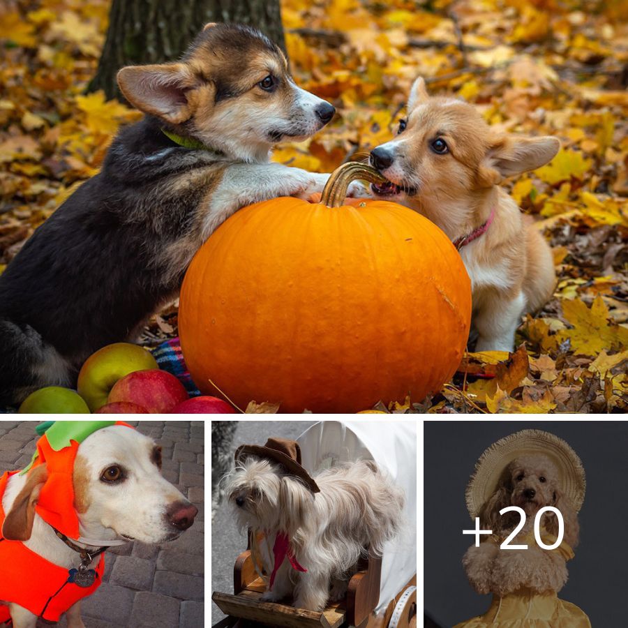 How Pet Parents Can Enjoy Halloween And Avoid A Frightful Night