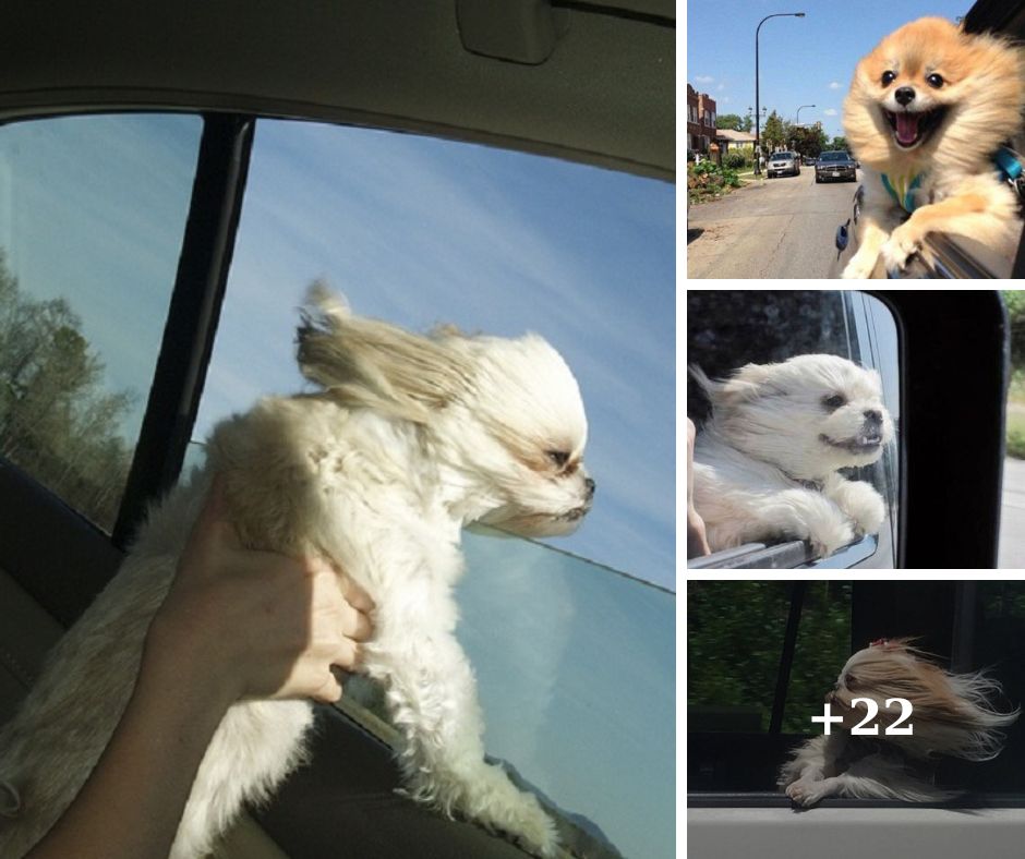 Why Dogs Love to Breathe the Wind: The Joy of Car Window Adventures