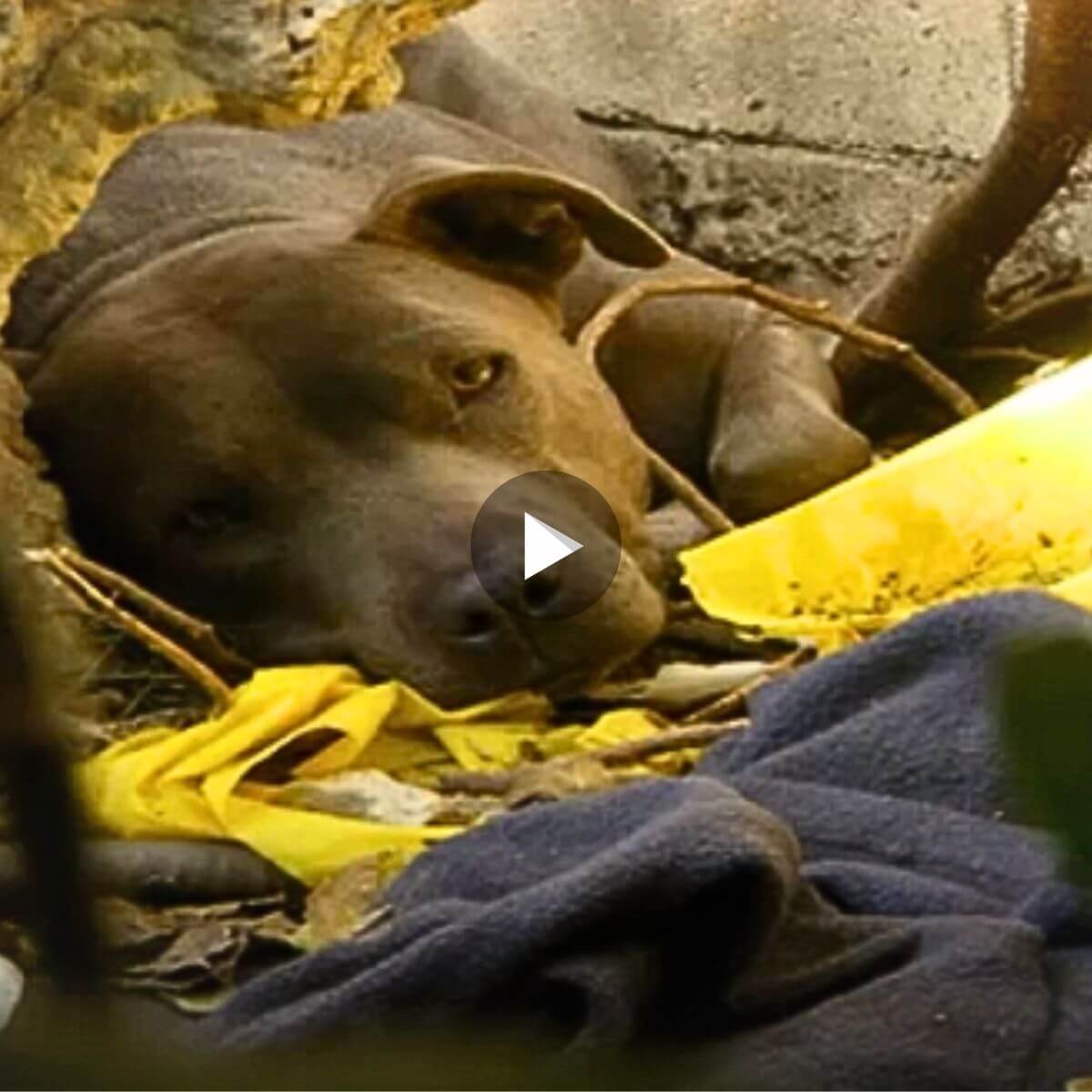 The Very Touching Rescue of a Pit Bull Living in a Ditch