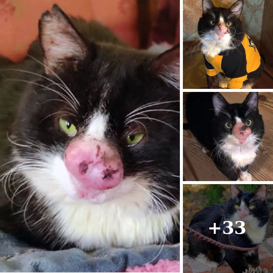 The Journey to Healing: Adorable Rescue Cat Recovers from Severe Fungal Infection