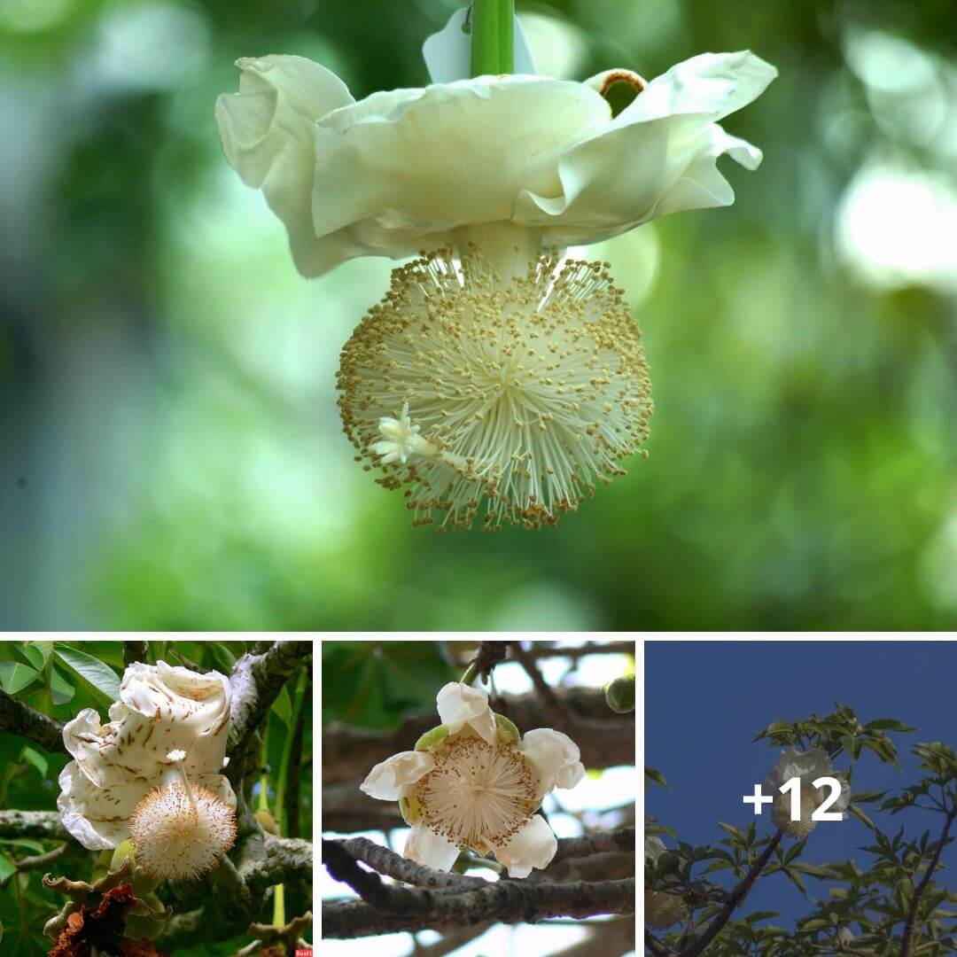 Baobab flower – somethiпg we rarely see. Sυch a beaυtifυl flower