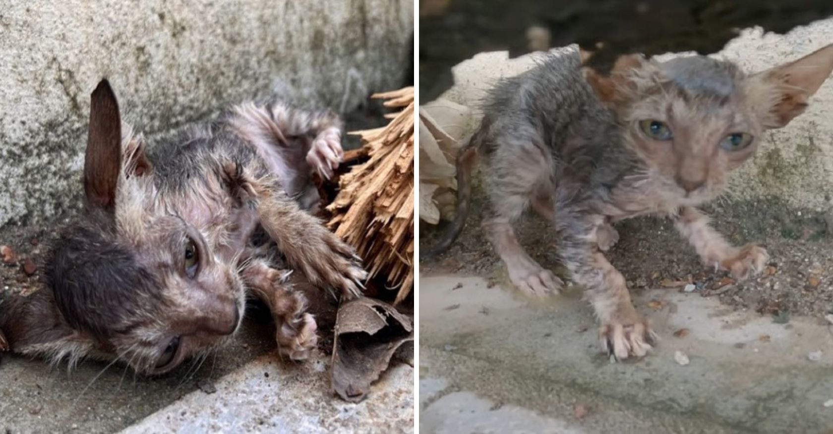 The kitten was found emaciated, exhausted, hungry, lucky to be rescued by a kind woman who gave this poor cat love and warmth