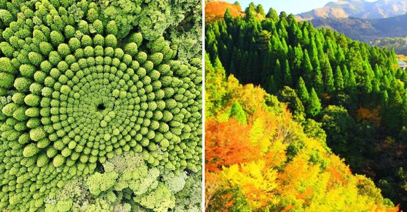 Enigmatic Circle Emerges in a Japanese Forest