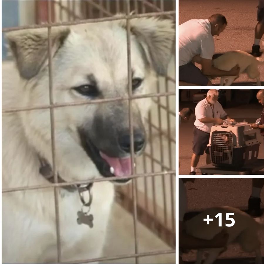 Heartfelt Reunion on Live TV: Soldier and Overseas Rescue Dog Reunite Emotionally
