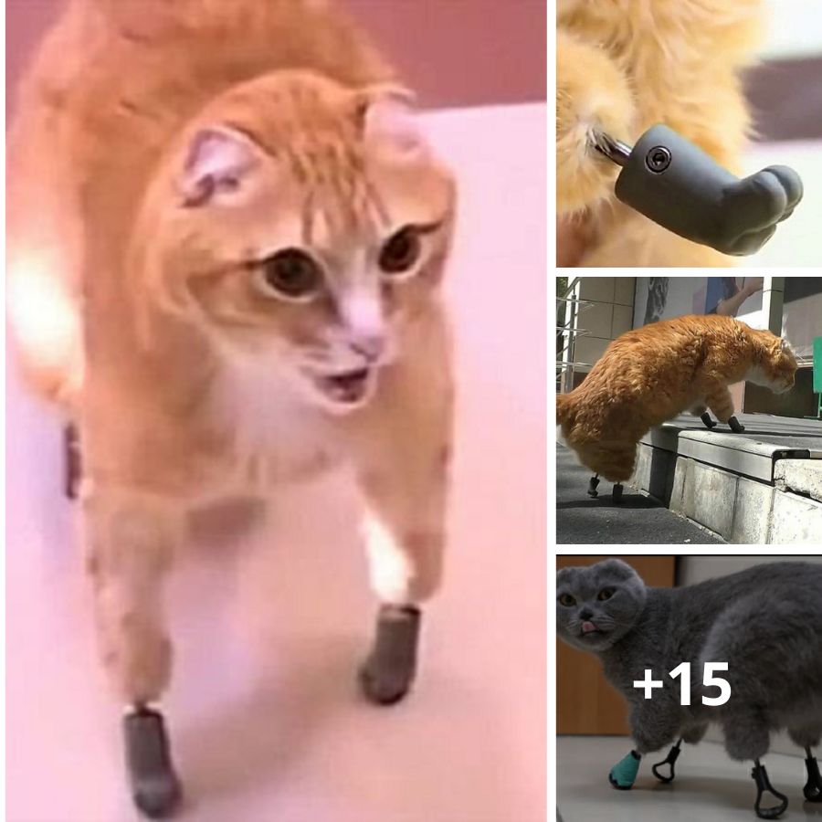 Feline Survivor: Cat Receives Titanium Limbs After Losing All Four to Frostbite