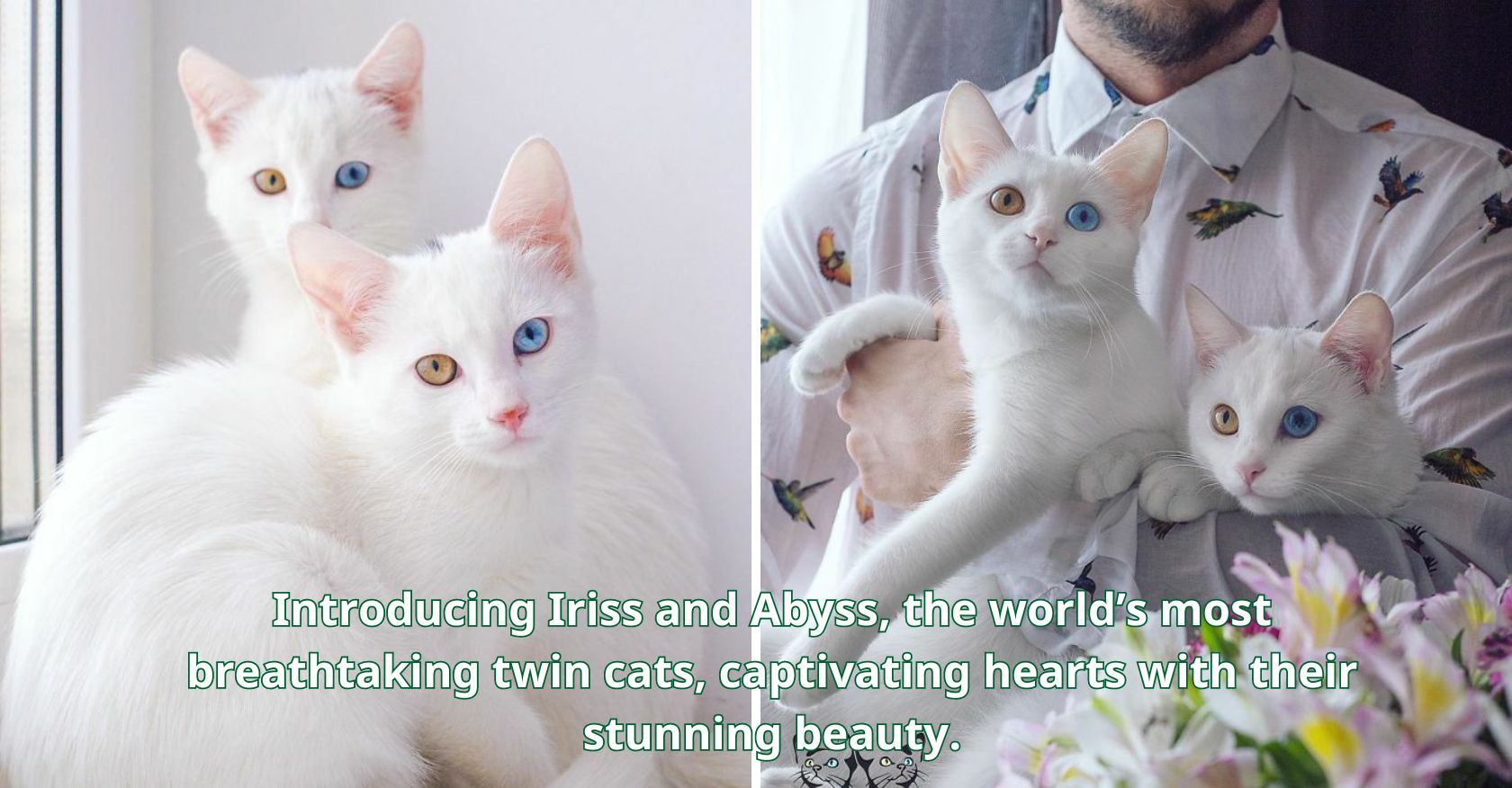 Introducing Iriss and Abyss, the world’s most breathtaking twin cats, captivating hearts with their stunning beauty.