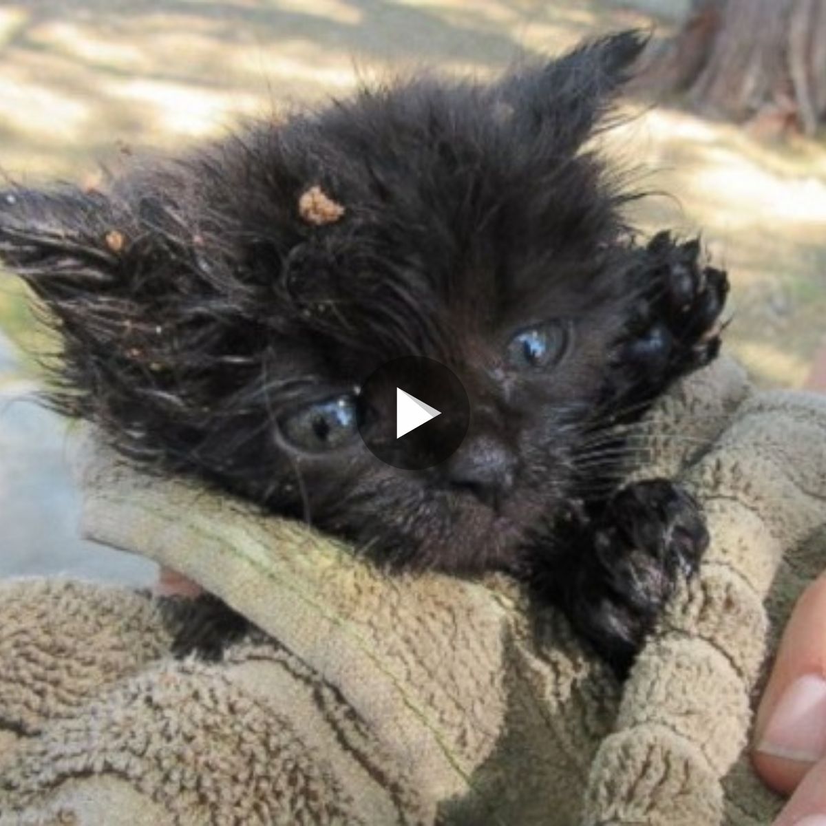 The phoenix Sewer Department rescued a small black kitten when it was a mere 5 weeks old.