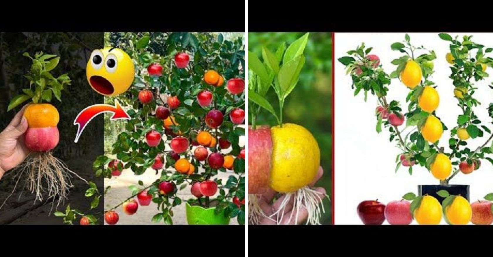 Incredible Achievements: Hybridizing Fruit-Bearing Trees through Exceptionally Unusual and Innovative Methods
