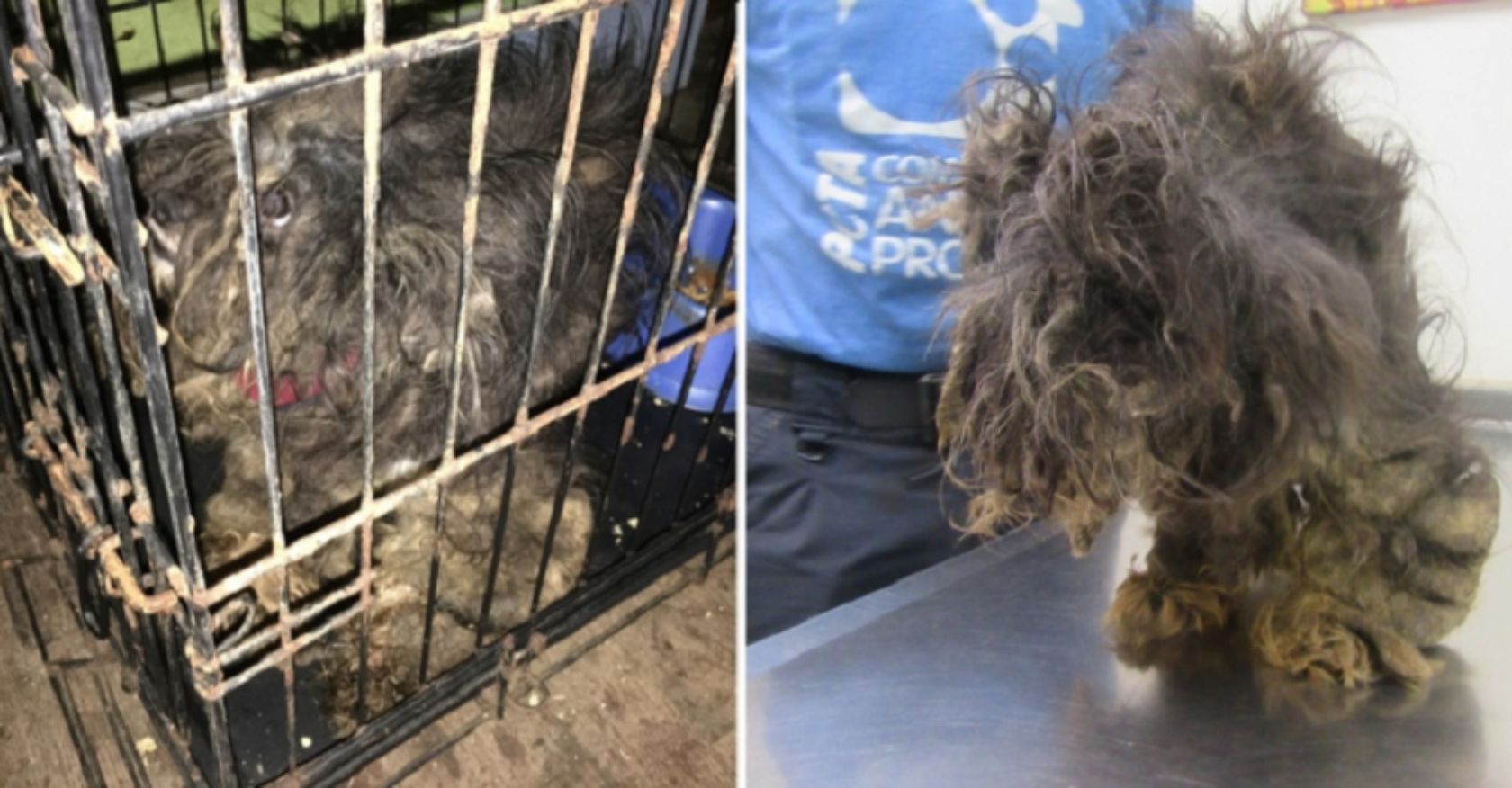 Following essential treatment, an abused dog undergoes a remarkable transformation, becoming unrecognizable and demonstrating the incredible power of care and rehabilitation.