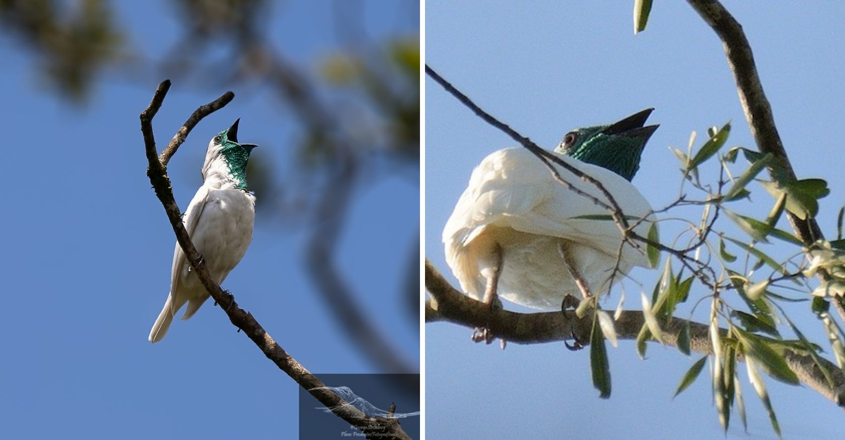 Echoes of the Forest: The Resonant Call and Striking Appearance of the Bare-Throated Bellbird