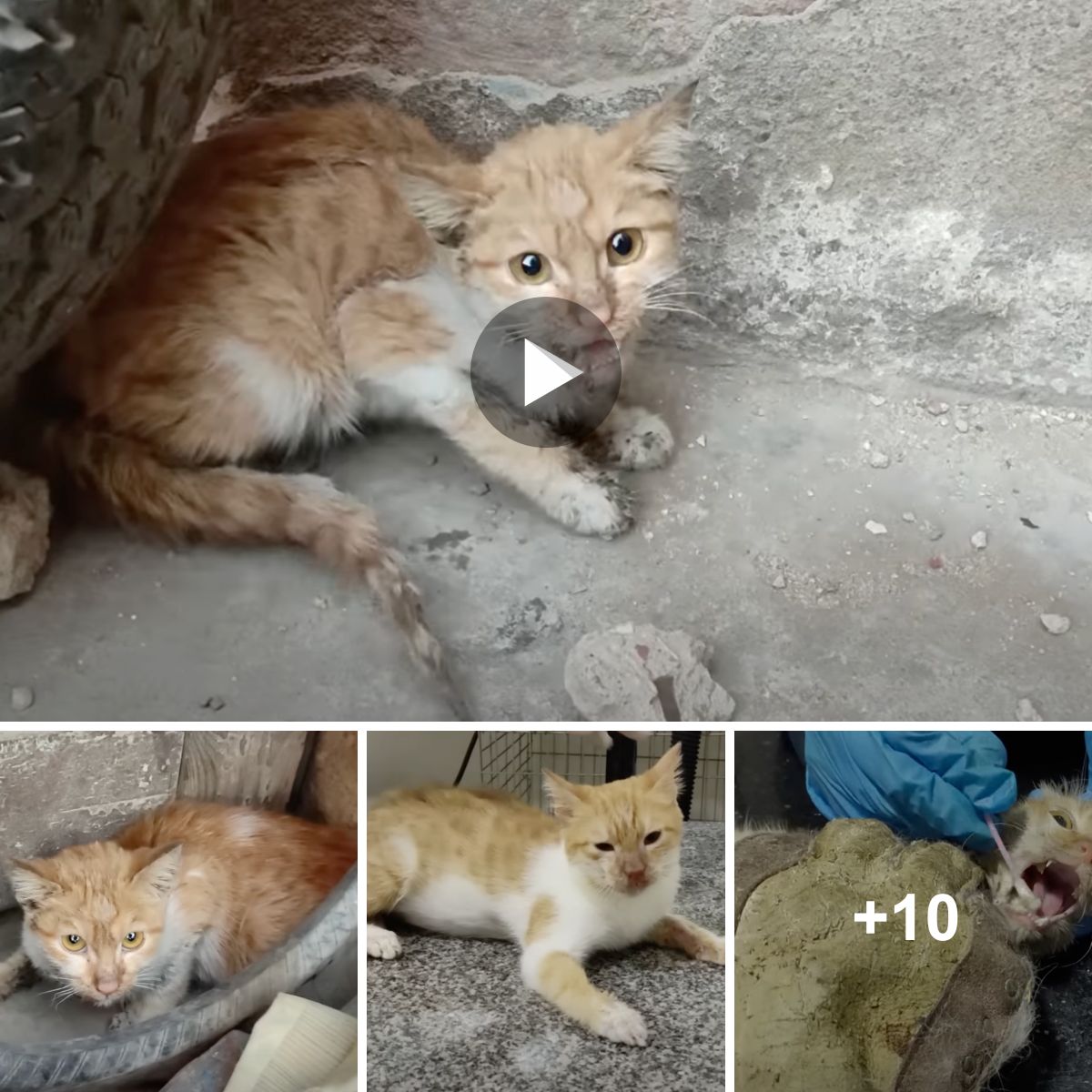 The Cruelty of the Streets Turns a Young Cat Feral, Unwilling to Seek Help Despite Severe Illness.