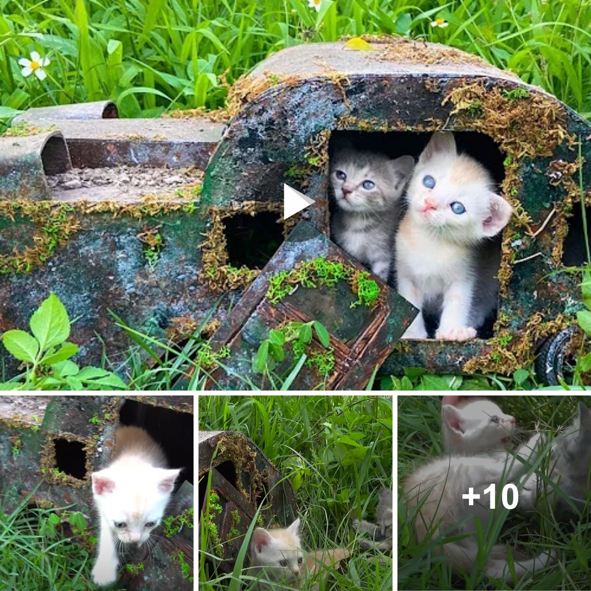 The Rescue Journey of a Kitten: From Abandoned Car to Hello Kitty Paradise