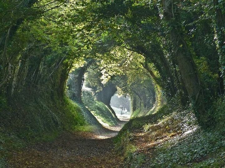 Halnaker Tree Tunnel: the Old Roman Road from London to Chichester.