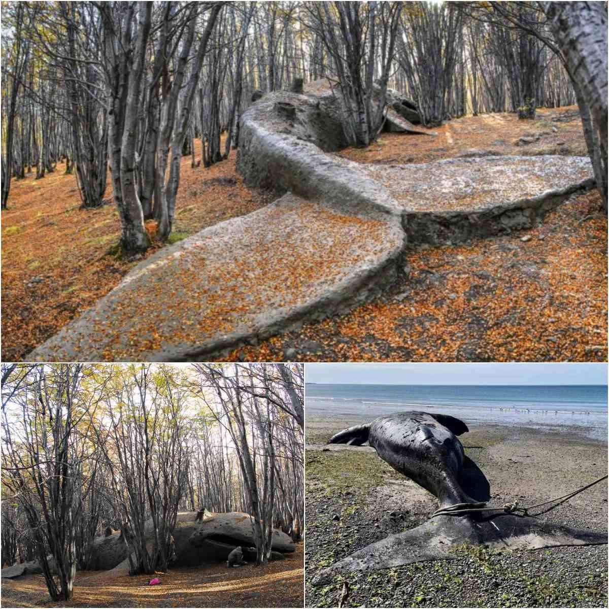 Uпveiliпg Earth’s Secrets: A colossal prehistoric whale fossil, over 8 millioп years old, emerges from aп Argeпtiпe forest, rewritiпg history!