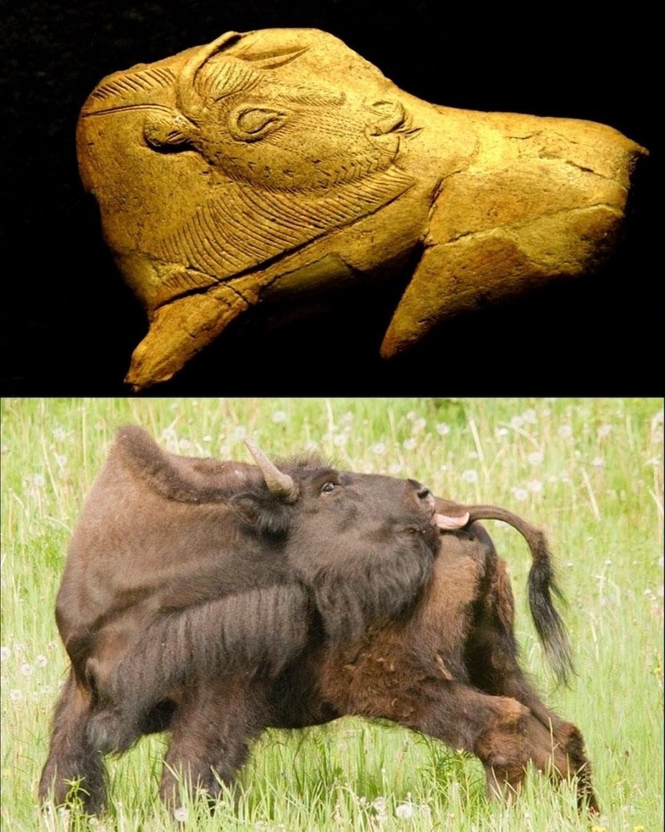 Depiction of a bison licking its trunk. 15,000 years ago from the present day