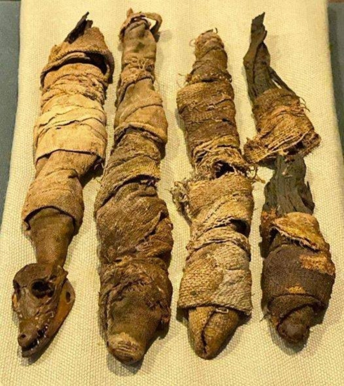 4 mummified baby crocodiles from Egypt Ptolemaic or Roman Era, 332 BC-250 AD on display in the National Museum of Natural History, one of the Smithsonians in Washington, DC, USA. (Details in comments👇)  #AlienEncounters #AncientMysteries