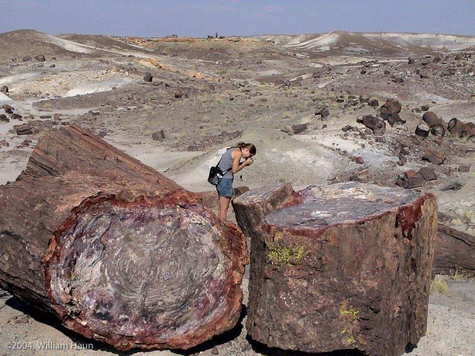 Unveiling the Mysteries of Petrified Forest National Park, Arizona