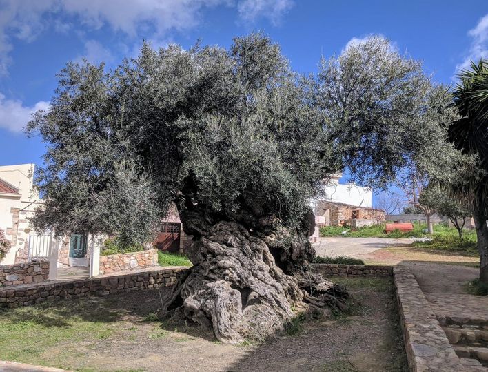 The olive tree of Vouves, on Crete. This tree, which has a trunk 15 feet in diameter, is at least 2,000 years old, and likely 2,900 years old, based on the graveyard found nearby. 