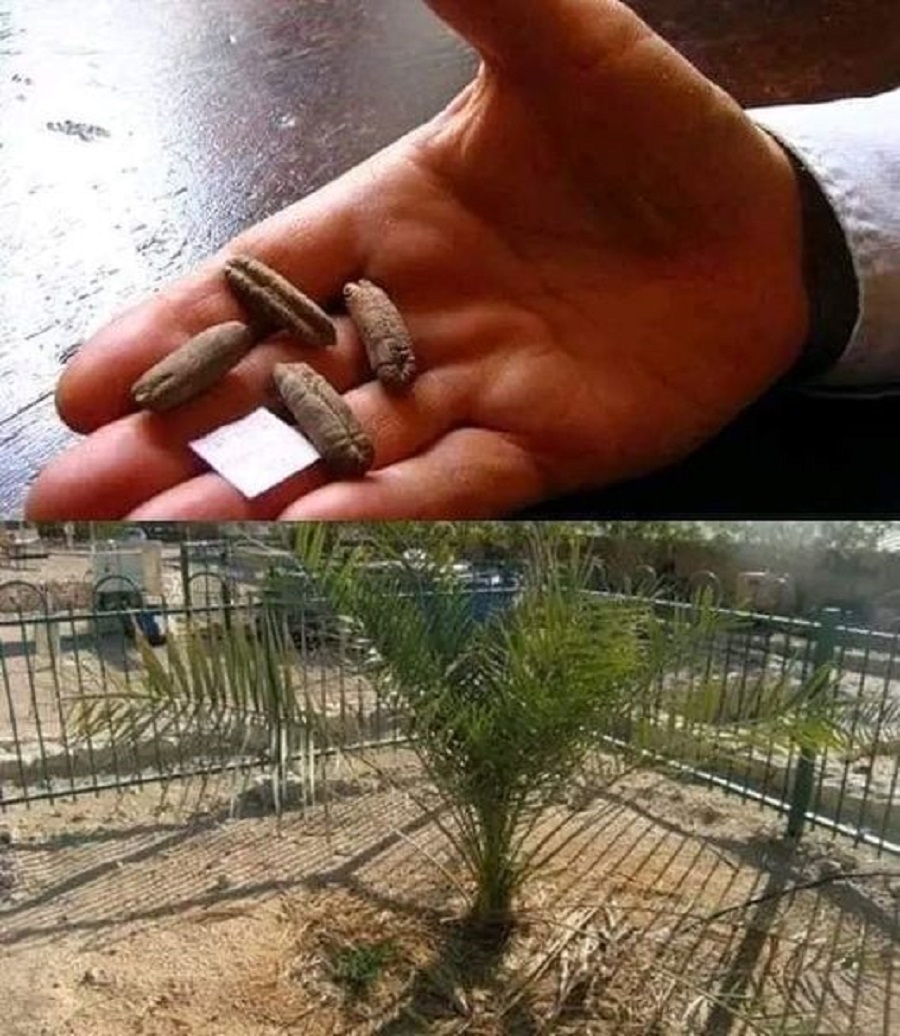2,000 Year Old Seeds Grow Trees Since Ancient Times