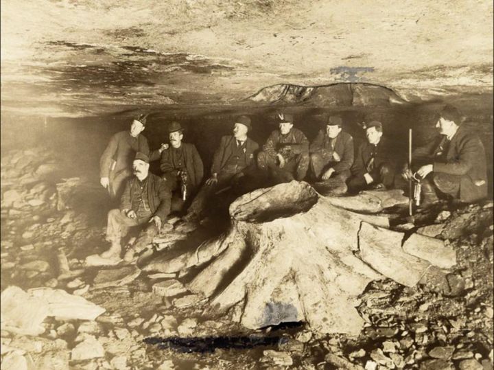 In 1918, coal miners were astonished to uncover a petrified tree stump entombed within a coal seam.