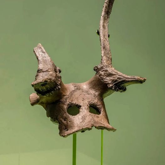 11,000-year-old deer skull with carved eyeholes - Norkshire, England.
