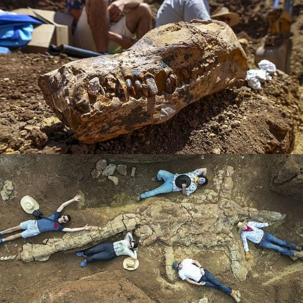 Cosmic Journey: Unraveling the Mysteries of ‘Rosetta Stone’ Dinosaur Skeleton from Ancient Australian Inland Sea (Video)
