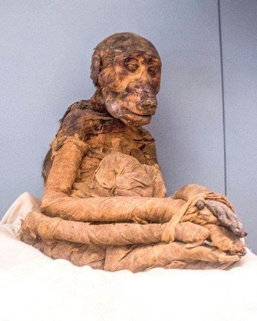 Mummy of a Baboon