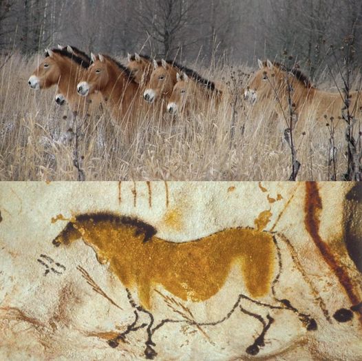 From the Wild to the Walls: A Tale of Przewalski Horses and Ancient Art