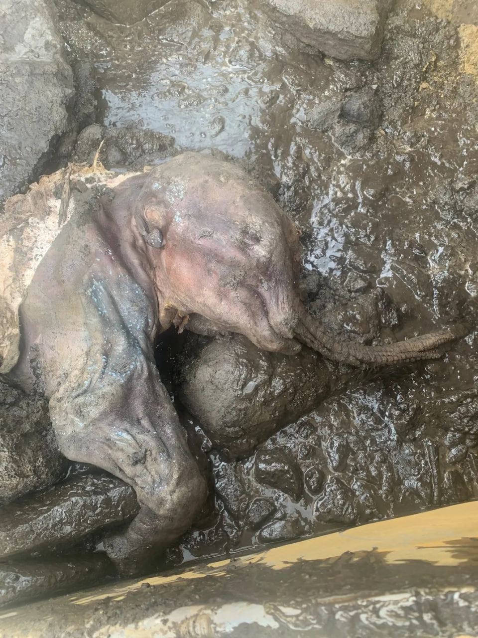 A baby mammoth has just been discovered by a Yukon gold miner. It is more than 30000 years old! Preserved by permafrost ice.