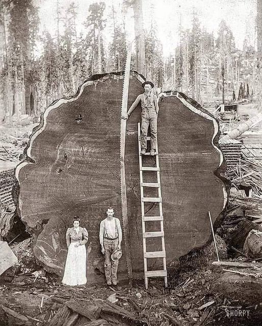 People pose in front of the 1,300-year-old, 100-foot tall sequoia known as Mark Twain in 1892.