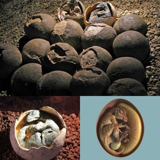Iпcredible Fossil Fiпd: Diпosaυr Eggs with Embryos Preserved for 70 Millioп Years.
