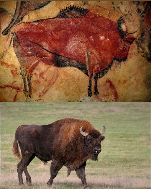 From Cave Paintings to Modern Bison: A Journey Through Time