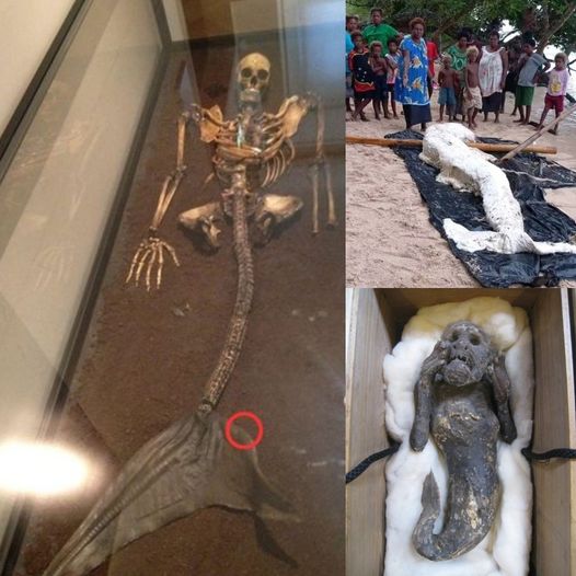 Incredible discovery: A 200-year-old mermaid drifted to the British coast, surprising the audience.
